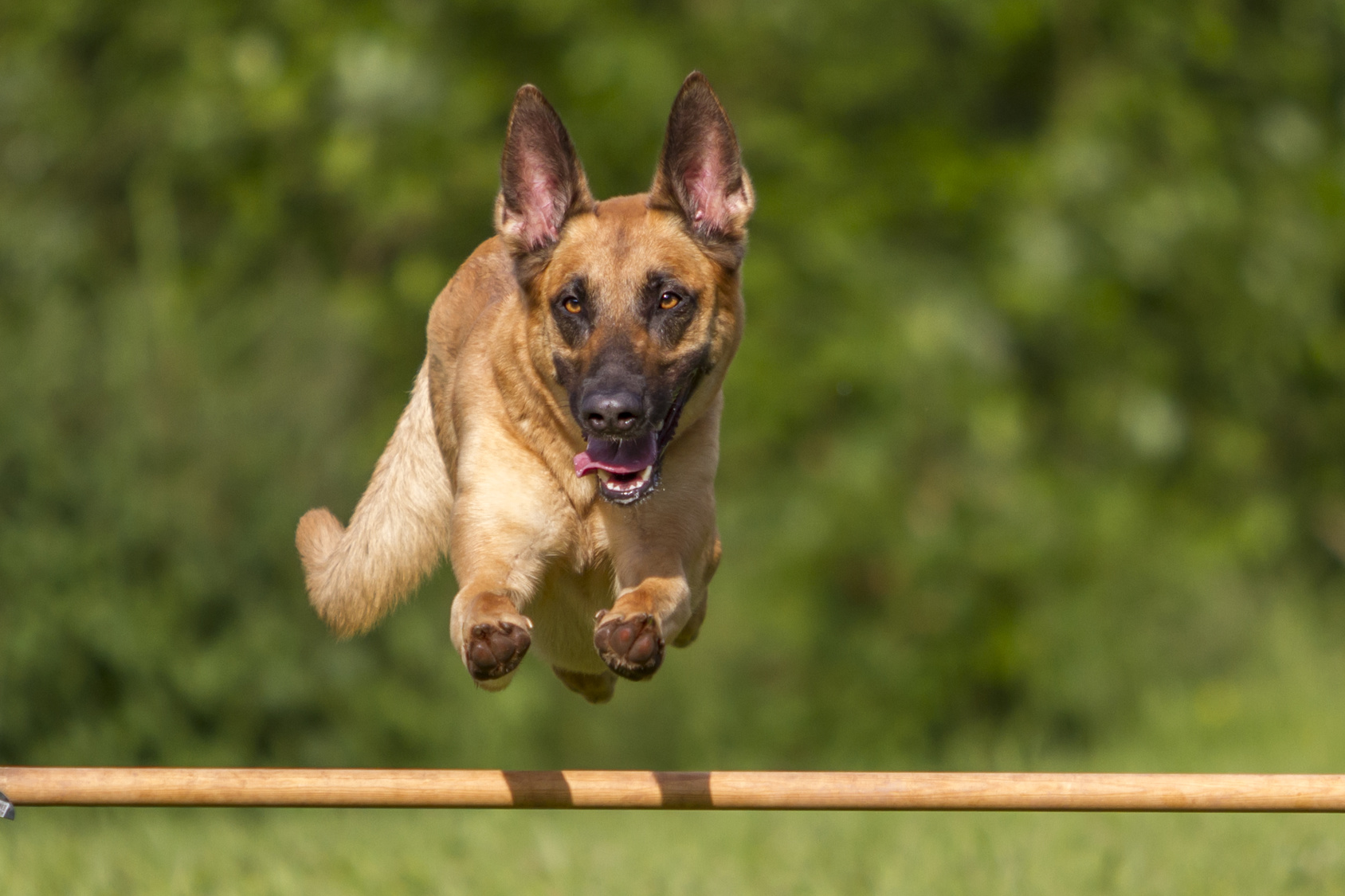 Agility - Malinois beim Sprung über Hürde