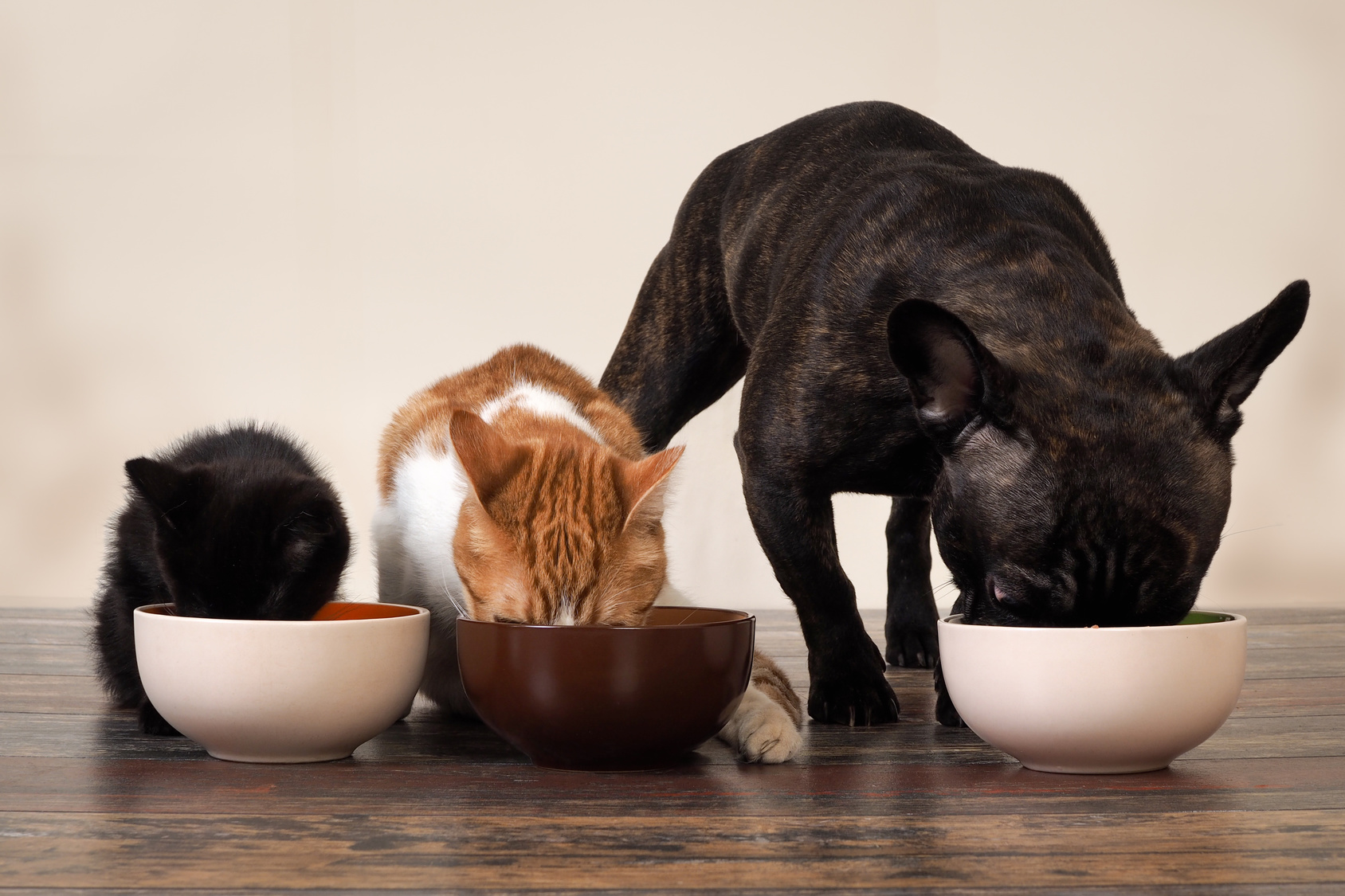 Cats and a dog eating pet food from bowls